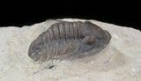Undescribed Cornuproetus Trilobite - Tafroute, Morocco #13888-3